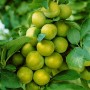 Reifende, grüne Reneklode-Pflaumen am Baum, Edelpflaume der Sorte Prunus Domestica Quillin.
