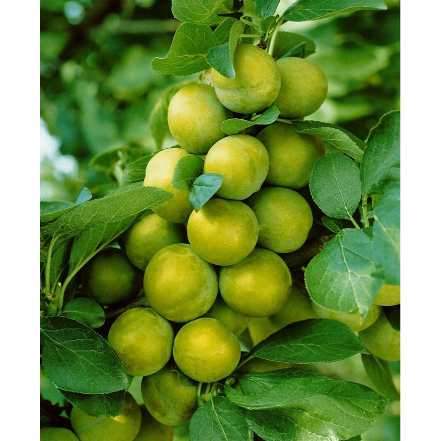 Prunus Domestica Quillins Reneklode Edelpflaume CAC 150-200cm günstig online kaufen