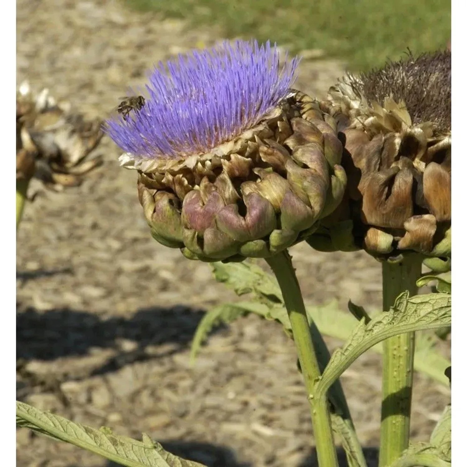 Zierartischocke - Cynara scolymus