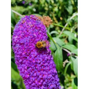 Nahaufnahme einer Hummel auf dem pink-lila Schmetterlingsflieder 'Buzz Pink Purple'.