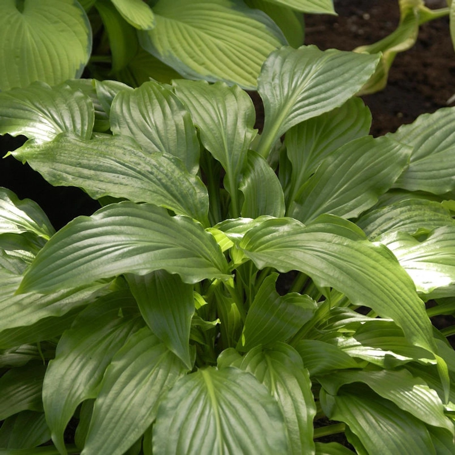 Glockenfunkie Stirfry - Hosta ventricosa günstig online kaufen