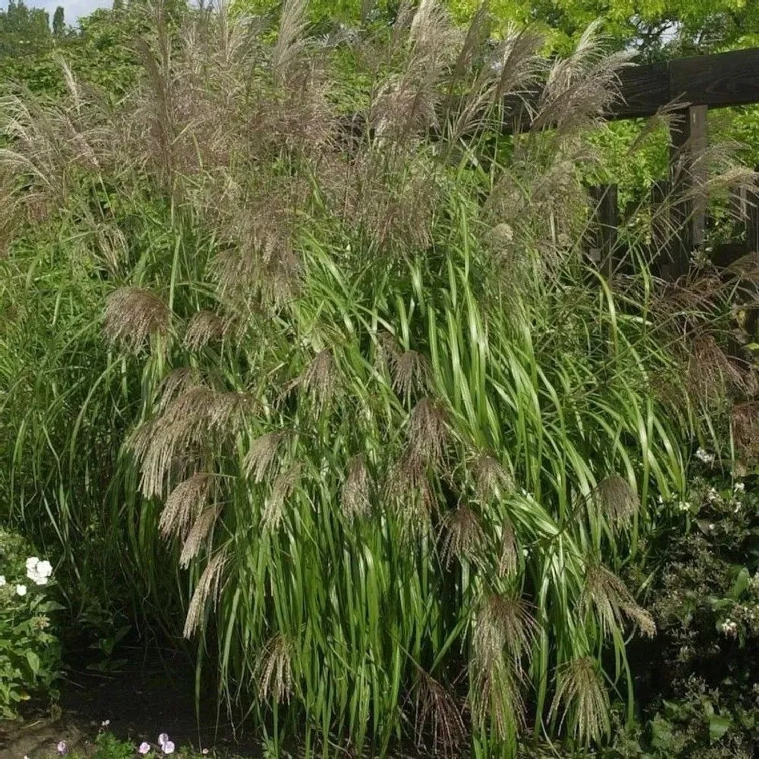 Chinaschilf Gnom - Miscanthus sinensis