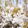 Japanische Säulenkirsche 'Amanogawa' mit zartrosa Blüten im Frühling.