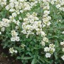 Immergrüne Gänsekresse Arabis x Suendermannii mit weißen Blüten als Bodendecker im 9x9 cm Topf.