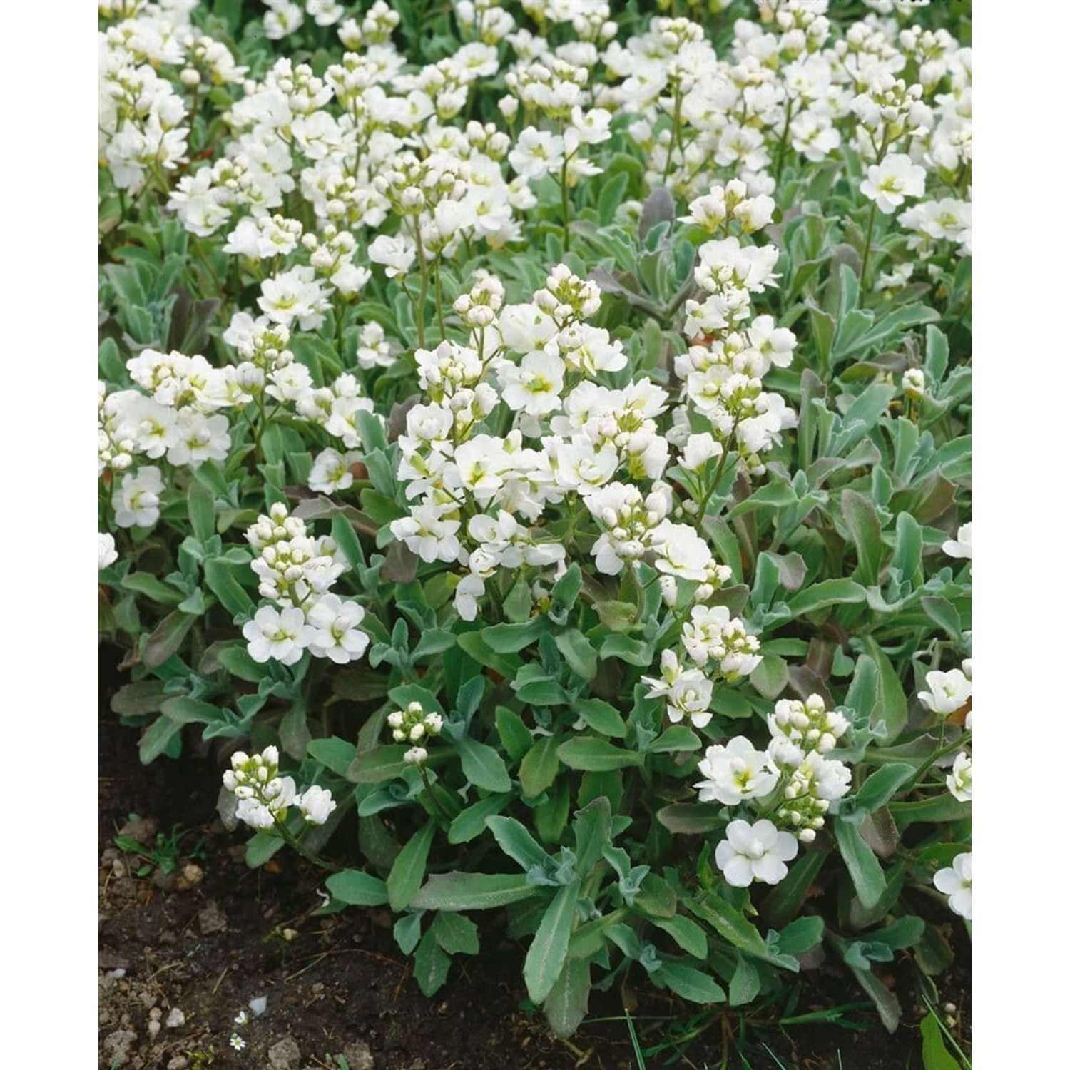 Arabis X Suendermannii Gänsekresse Immergrün Ca. 9x9 cm Topf günstig online kaufen