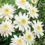Weiße Leucanthemum 'Stina' Margeriten im 9x9 cm Topf, ideal für Beet und als Schnittblume.