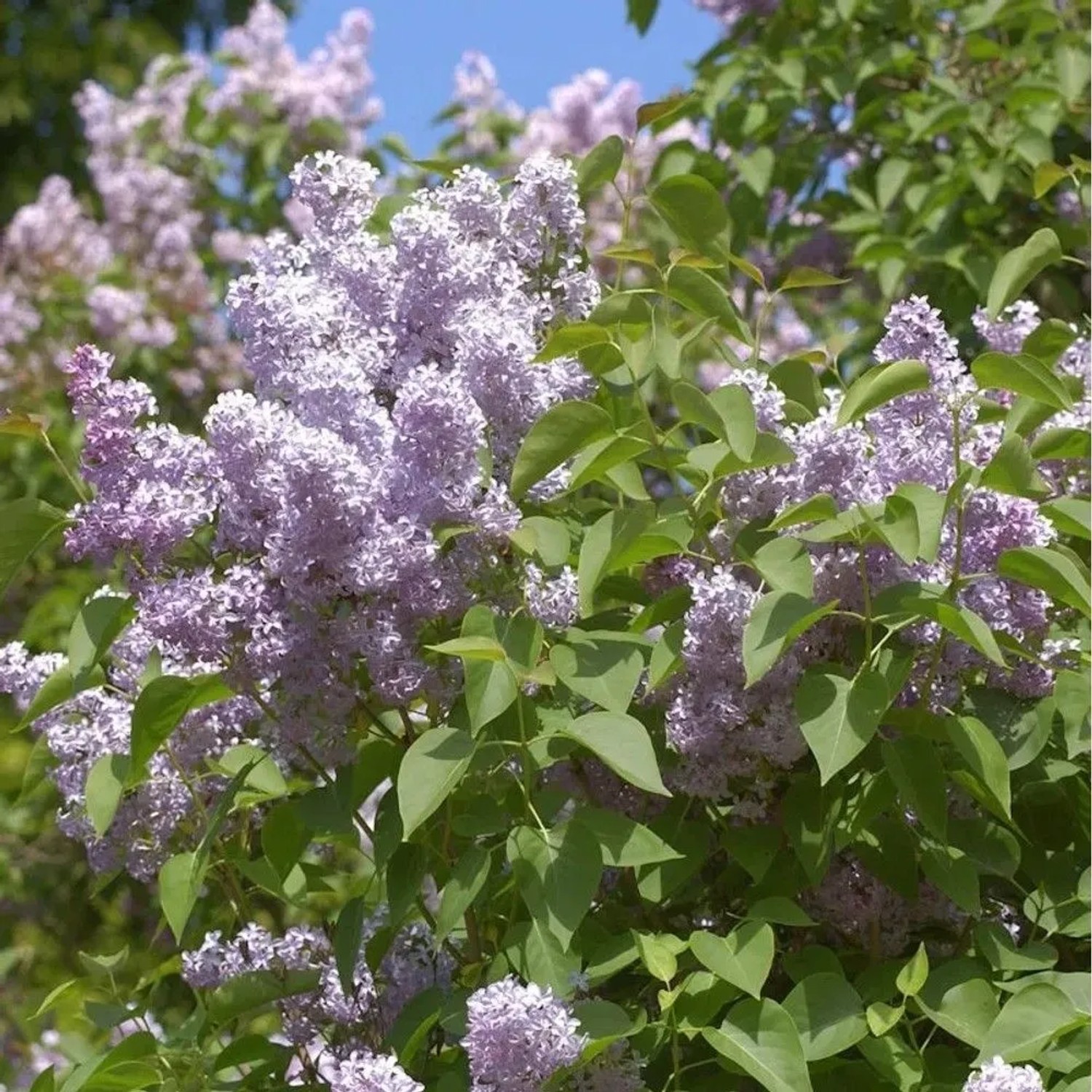 Wildflieder 100-125cm - Syringa vulgaris