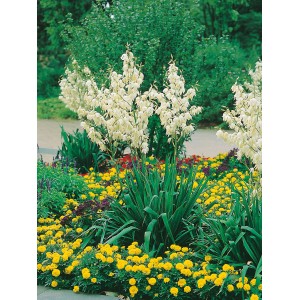 Blühende OBI Palmlilie (Yucca filamentosa) im Gartenbeet mit gelben Blumen.