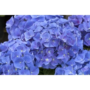 Nahaufnahme der blauen Blüten der Bauernhortensie Hydrangea Macrophylla Jip Blue.