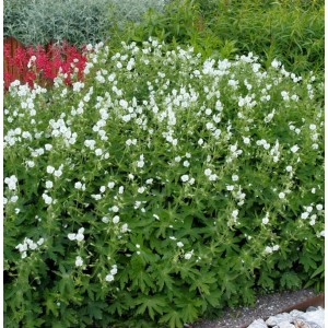 Knotiger Schatten Storchschnabel Silverwood (Geranium nodosum) mit weißen Blüten im Garten.