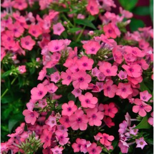 Nahaufnahme der rosa Flammenblume (Phlox paniculata) im Garten.