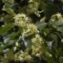 Nahaufnahme der blühenden Winterlinde (Tilia cordata) mit grünen Blättern.