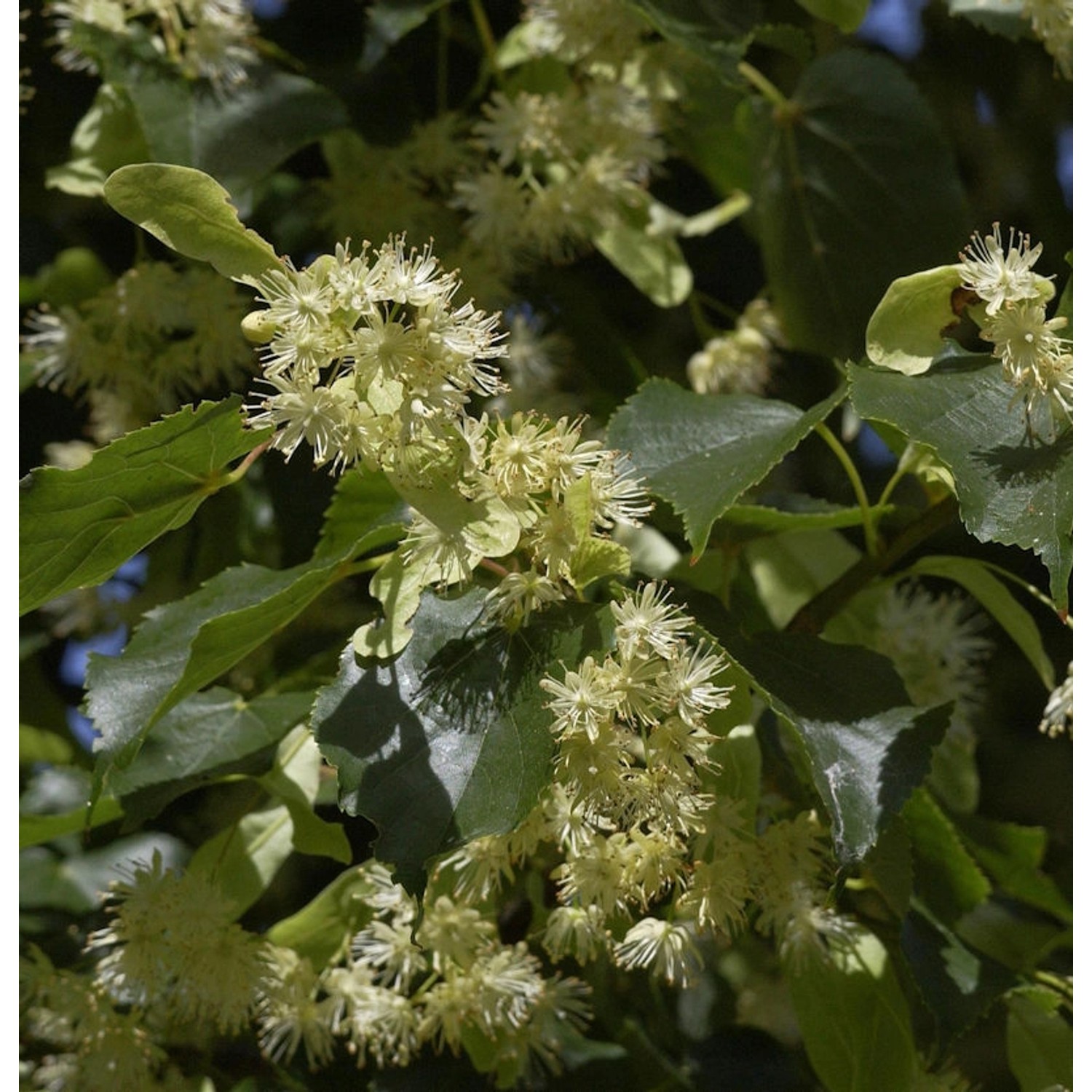 Winterlinde 80-100cm - Tilia cordata günstig online kaufen