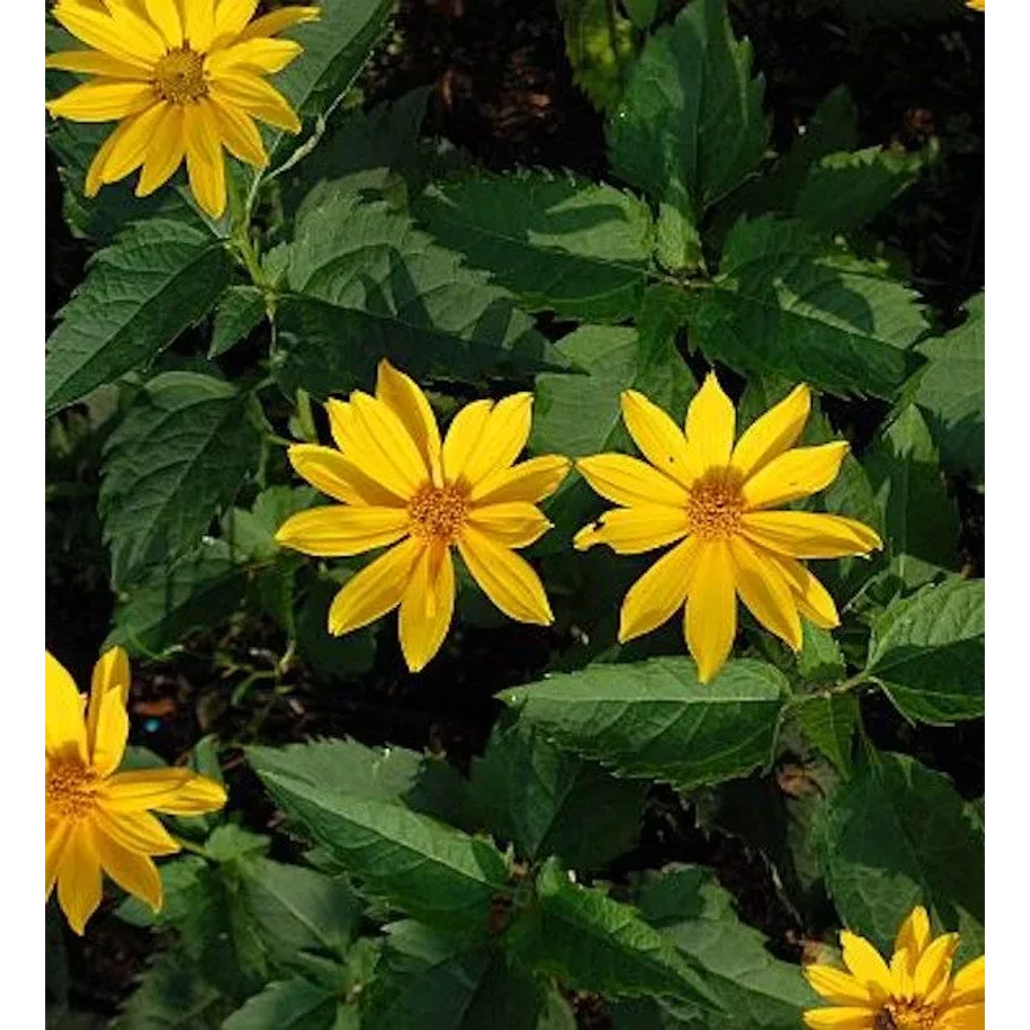 Sonnenauge Mars - Heliopsis scabra