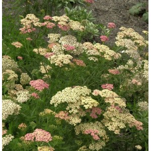 Nahaufnahme der Schafgarbe 'Lachsschönheit' (Achillea millefolium) mit lachsfarbenen Blüten.