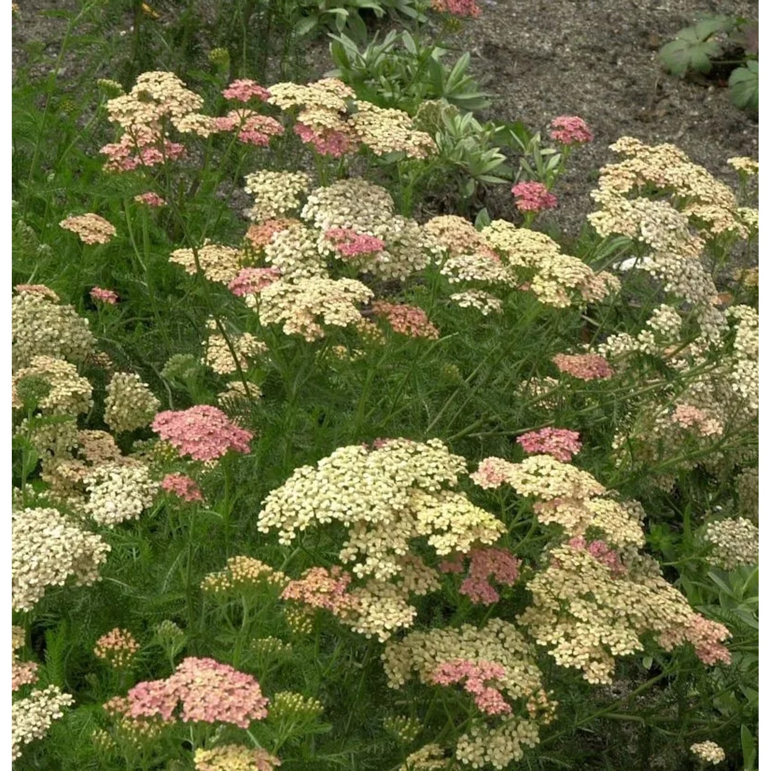 Schafgarbe Lachsschönheit - Achillea millefolium