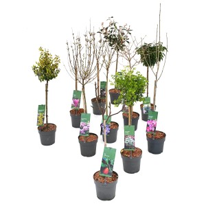 Verschiedene Laubgehölzstämmchen im Topf, ca. 50 cm hoch, Ziergehölze Sortiment.