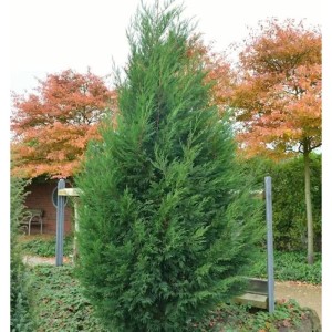 Leyland Zypresse 80-100cm - Cupressocyparis Leylandii