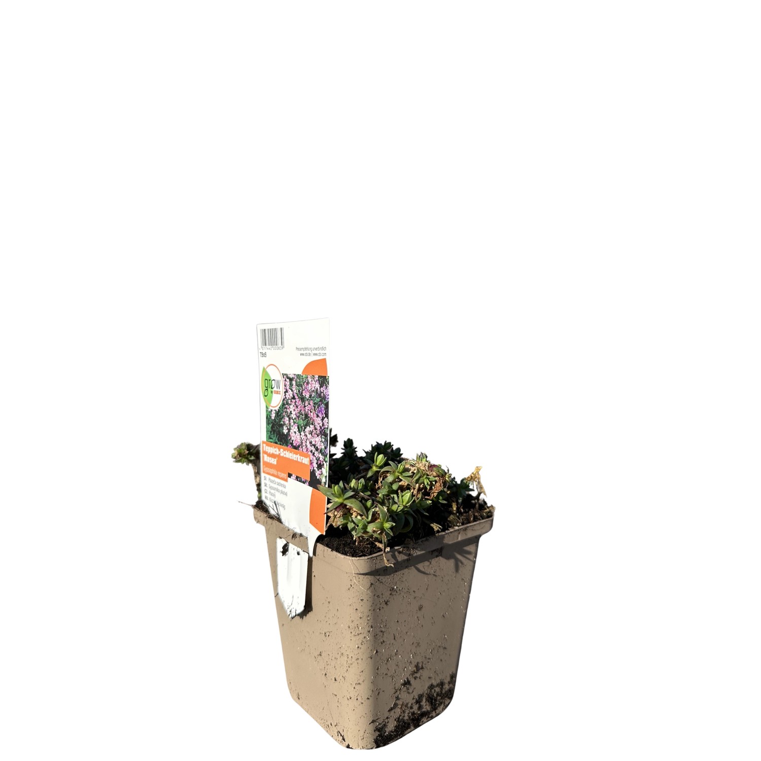 GROW by OBI Garten-Schleierkraut Rosea Rosa Topf-Ø ca. 9 cm x 9 cm Gypsophi günstig online kaufen