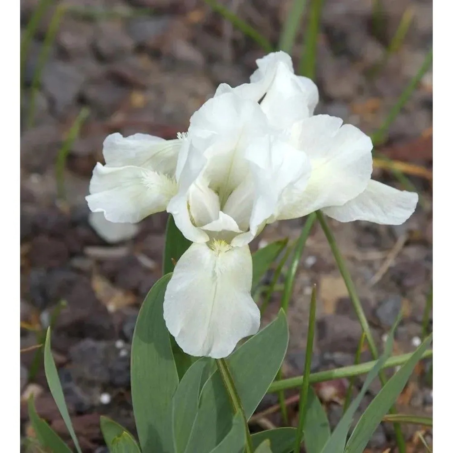 Zwergschwertlilie Die Braut - Iris barbata