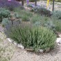 Lavendel 'Grappenhall' im Gartenbeet: Violette Blüten und silbriges Laub der Stauden.