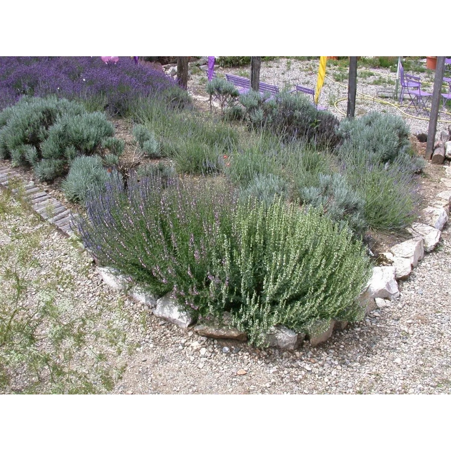 Lavendel 'Grappenhall' im Gartenbeet: Violette Blüten und silbriges Laub der Stauden.