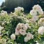 Bodendeckerrose Aspirin: Reinweiße Blüten im Topf, ideal zur Bodenbedeckung.