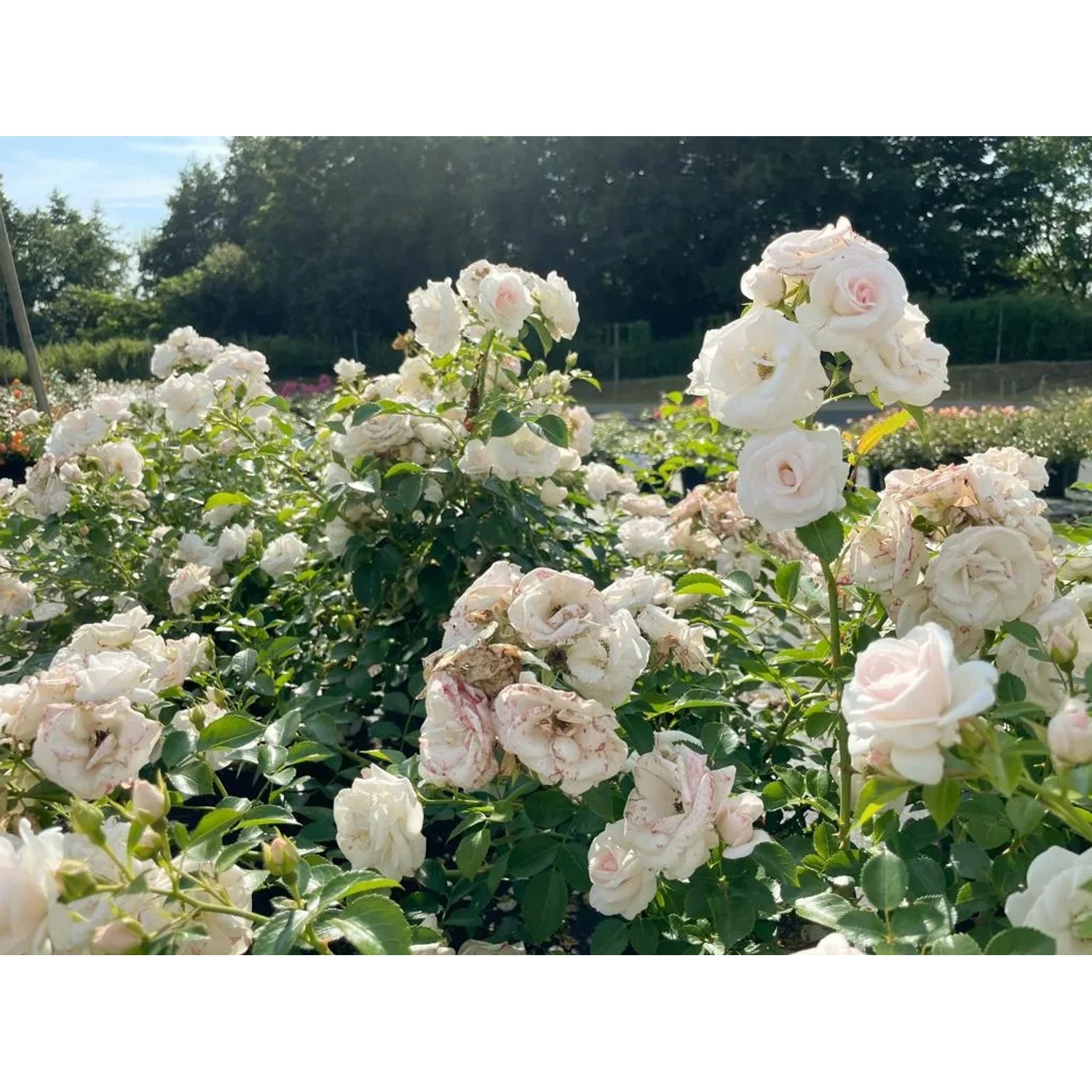 Bodendeckerrose Aspirin: Reinweiße Blüten im Topf, ideal zur Bodenbedeckung.