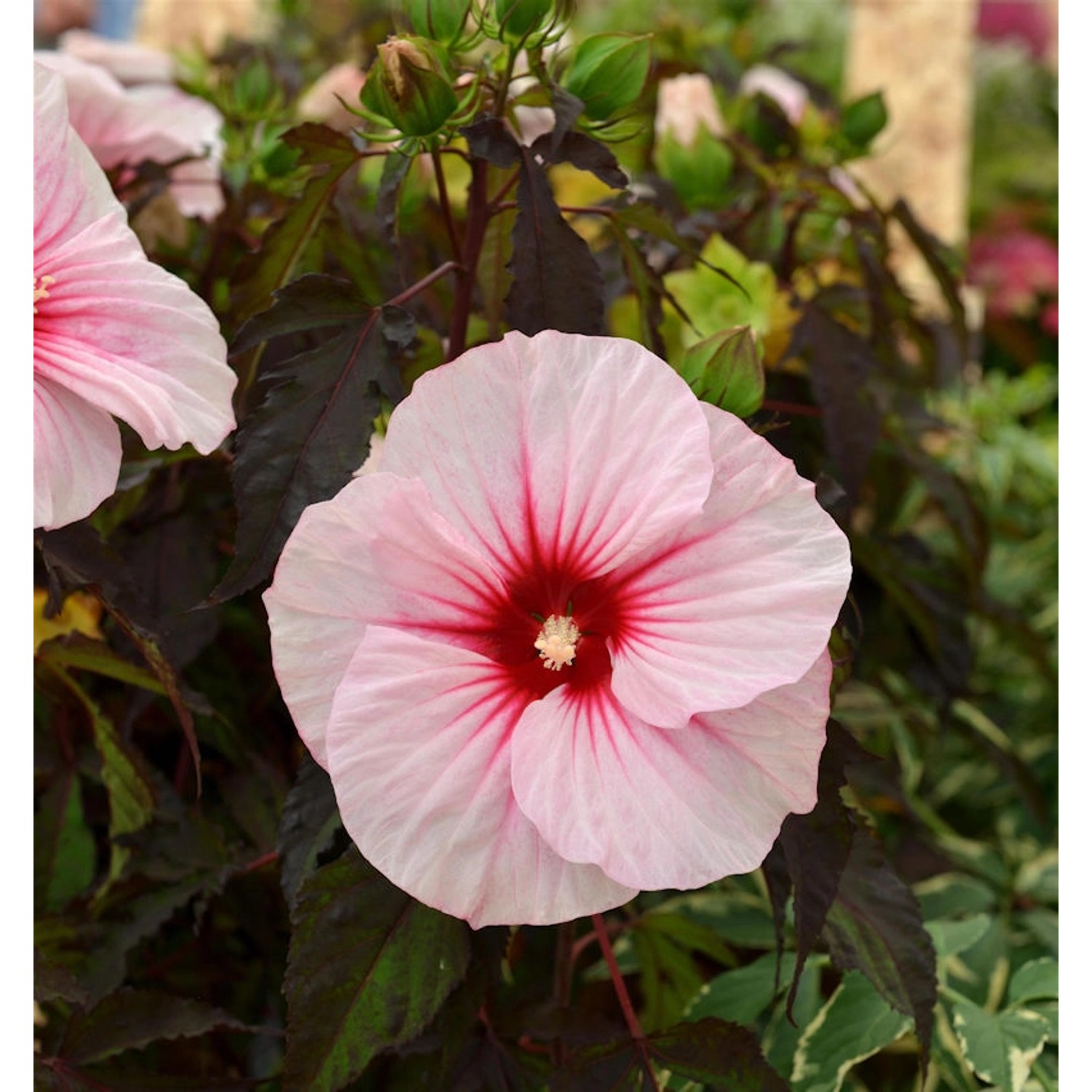 Sumpfeibisch Summer Storm - Hibiscus moscheutos günstig online kaufen