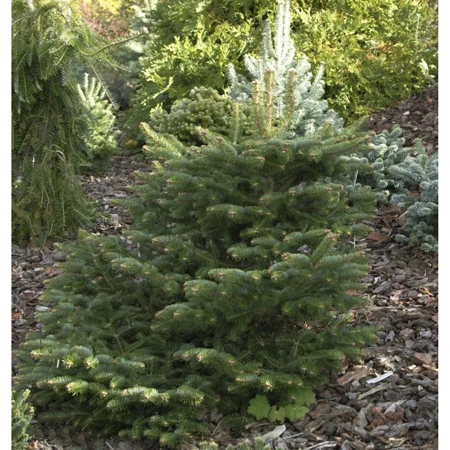 Griechische Zwerg Tanne Meyers Dwarf 40-50cm - Abies cephalonica