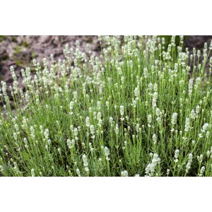 Büschel Lavendel White (Lavandula angustifolia) mit silbrig-grünen Blättern und weißen Blüten.