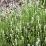 Büschel Lavendel White (Lavandula angustifolia) mit silbrig-grünen Blättern und weißen Blüten.