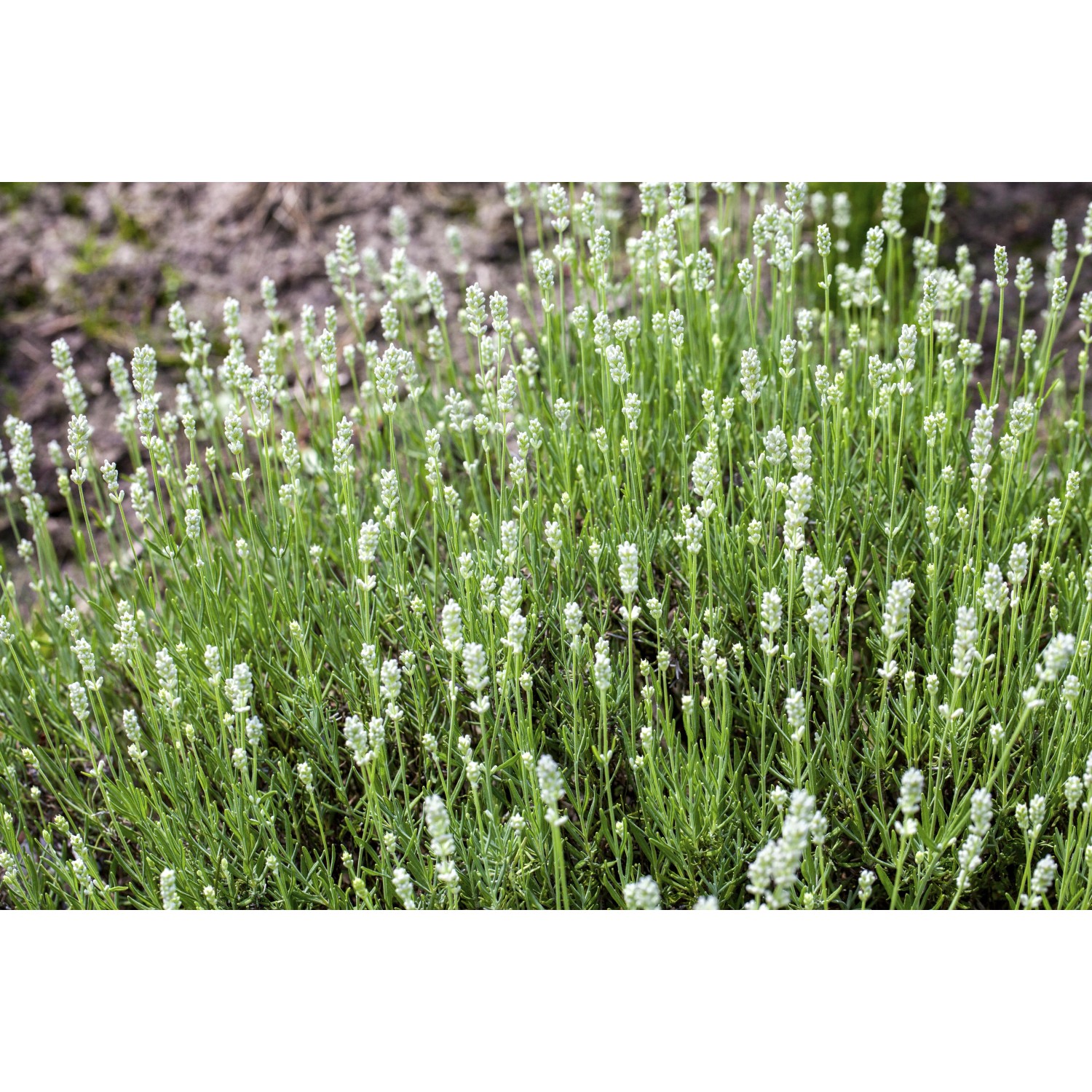 Büschel Lavendel White (Lavandula angustifolia) mit silbrig-grünen Blättern und weißen Blüten.