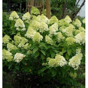 Rispenhortensie Mojito 60-80cm - Hydrangea paniculata