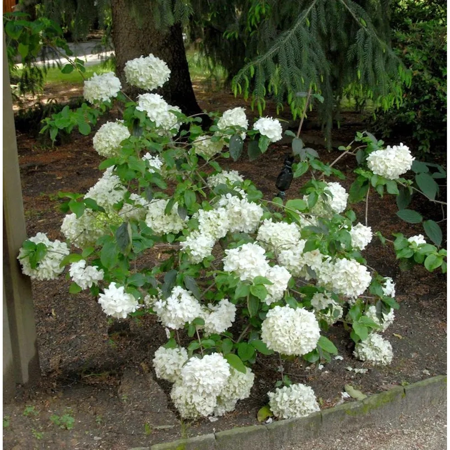 Großblumige Schneeball Happy Fortuna 80-100cm - Viburnum macrocephalum
