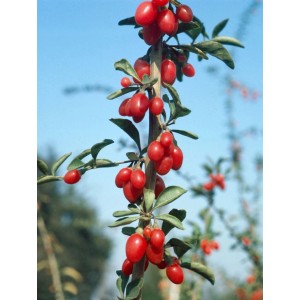 Goji-Beere 'Big Lifeberry': Strauch mit roten Beeren und grünen Blättern.