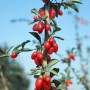 Goji-Beere 'Big Lifeberry': Strauch mit roten Beeren und grünen Blättern.