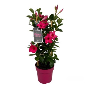 Pinke Dipladenie (Mandevilla) im Topf, ca. 35-40 cm hoch. Blühende Kübelpflanze für Balkon und Terrasse.