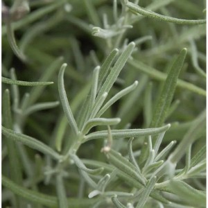 Nahaufnahme von silbrig-grünen Blättern des Echten Lavendel Silver Dwarf (Lavandula angustifolia).