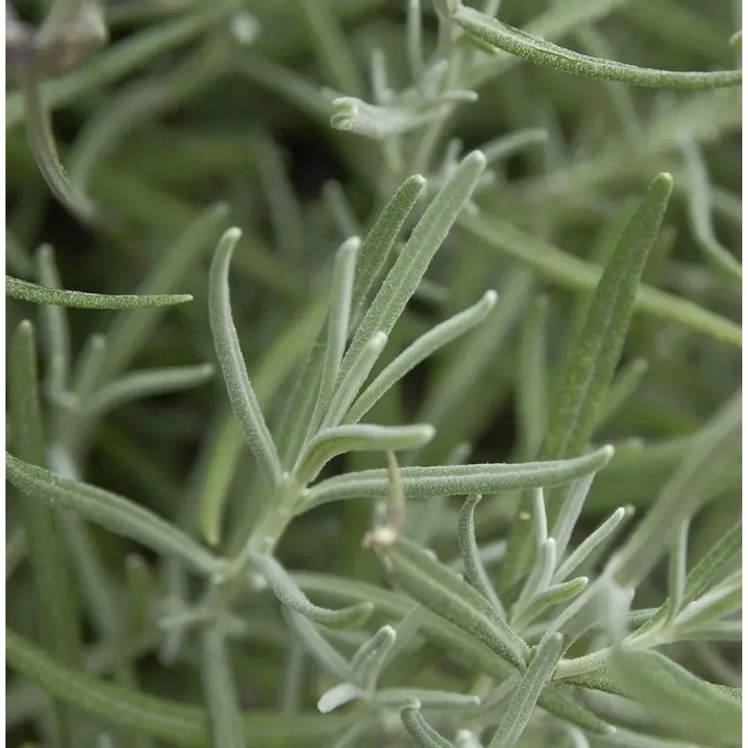 Echter Lavendel Silver Dwarf - Lavandula angustifolia