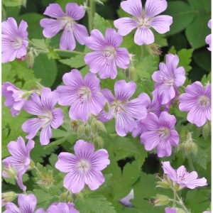 Nahaufnahme des Storchschnabel Sirak (Geranium Gracile) mit zarten, lila Blüten.