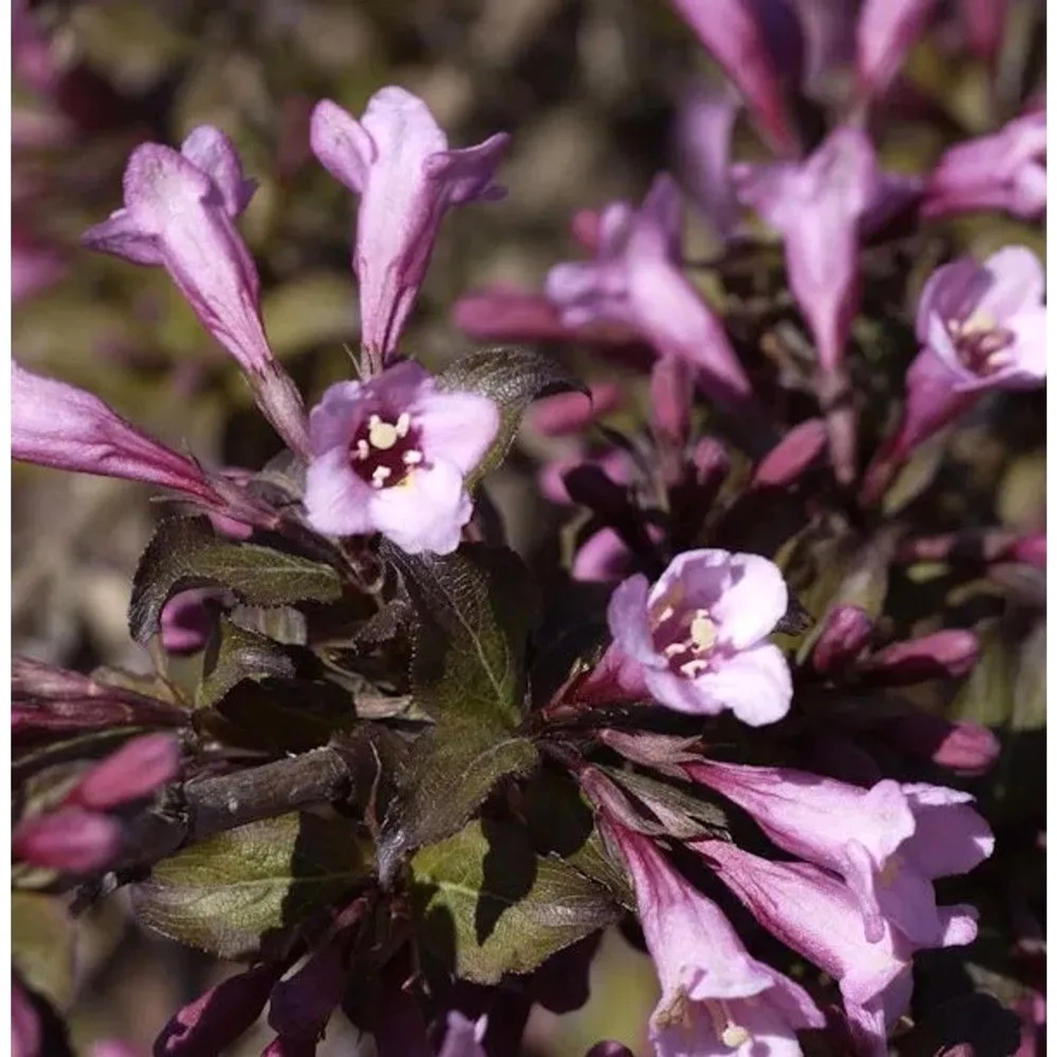 Purpurweigelie 30-40cm - Weigela florida