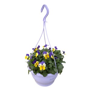 Hängende Horn-Veilchen Ampel mit gelb-lila Blüten im Topf, ca. 25cm hoch. Ideal für Balkon und Terrasse.