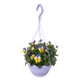 Hängende Horn-Veilchen Ampel mit gelb-lila Blüten im Topf, ca. 25cm hoch. Ideal für Balkon und Terrasse.