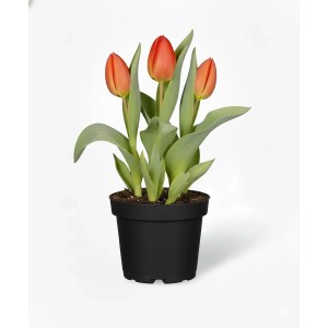 Tulpen-Mix im Topf (Gelb, Rot, Rosa), ca. 9 cm Topf-Ø. Frühlingsbepflanzung.