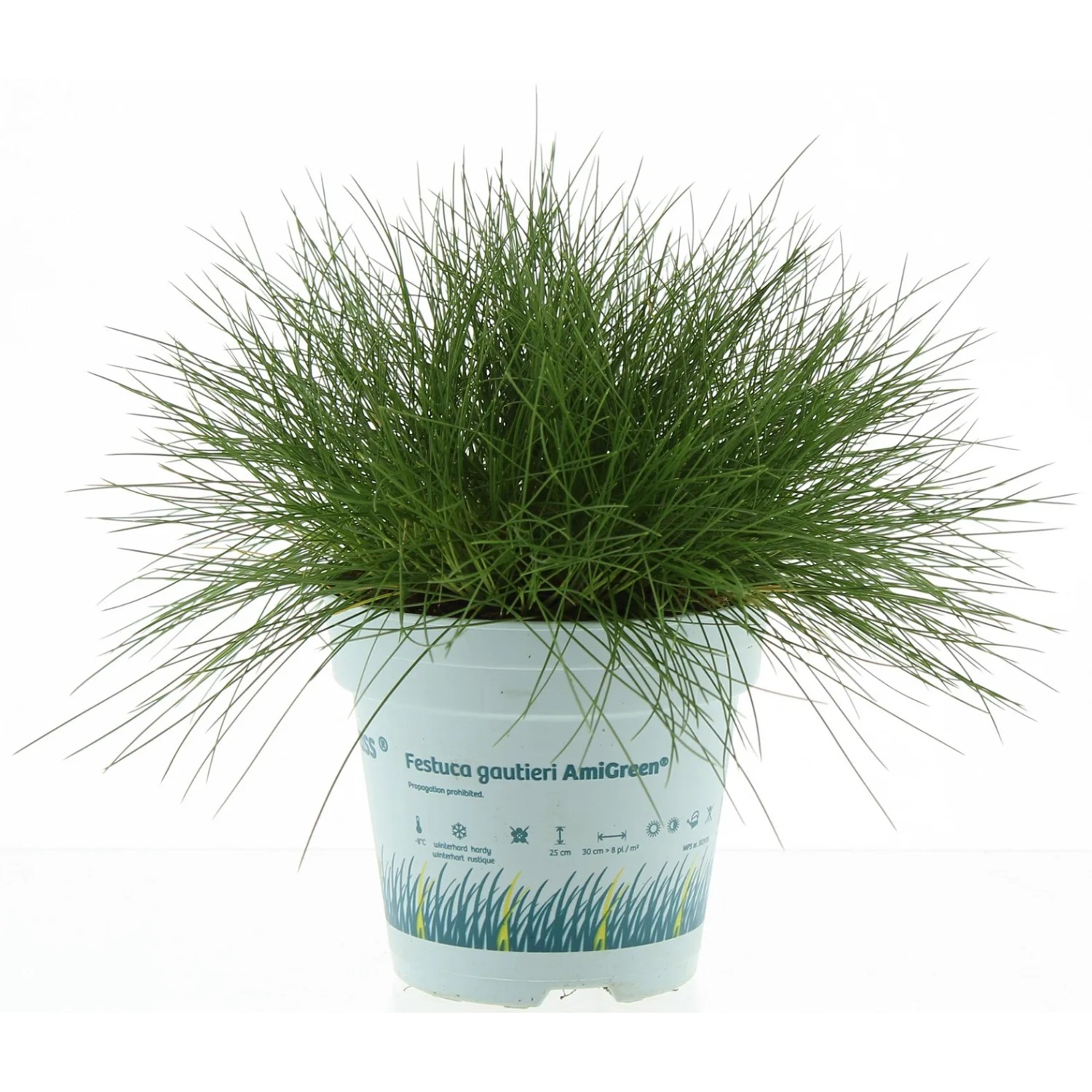 Brenfell Schwingel "Ami Green" Festuca gautieri immergrn winterhart Topf  10,5 cm kaufen bei OBI