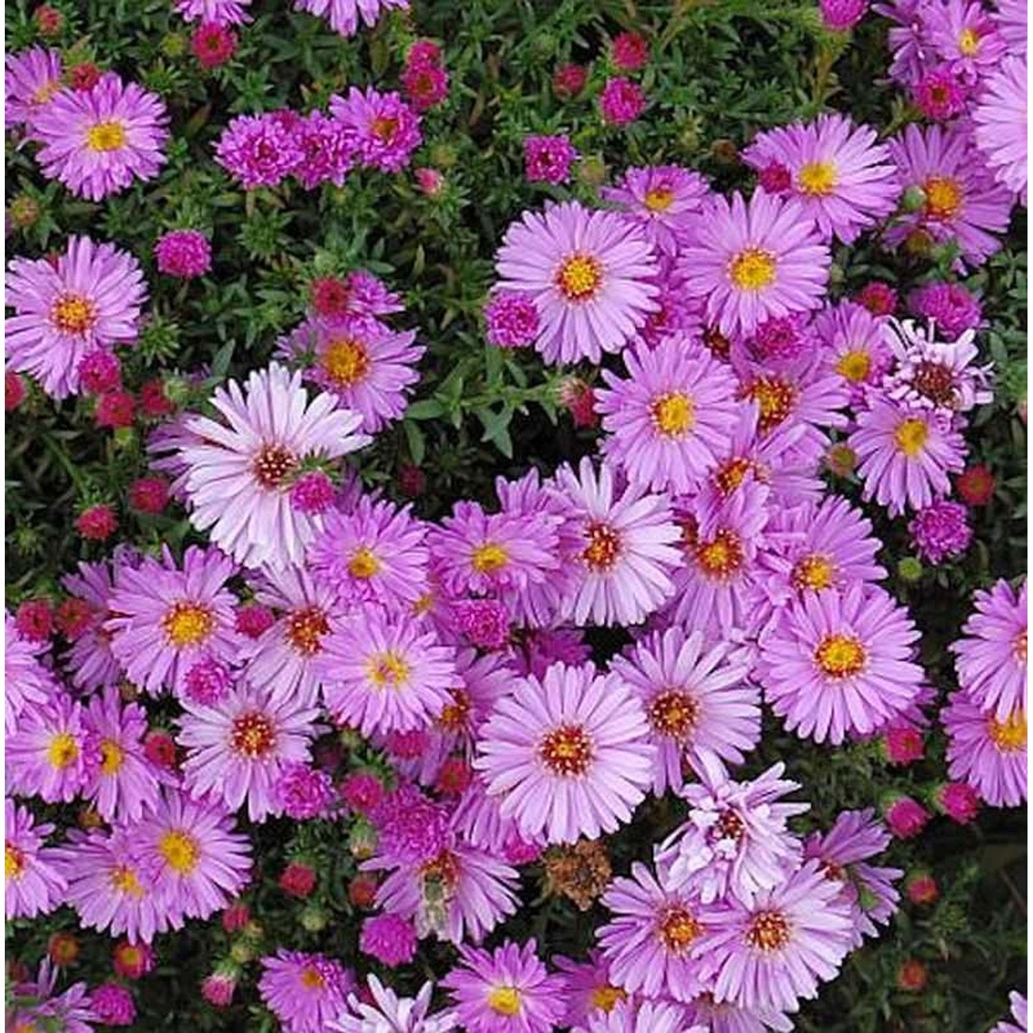 Kissenaster Rosenwichtel - Aster dumosus günstig online kaufen