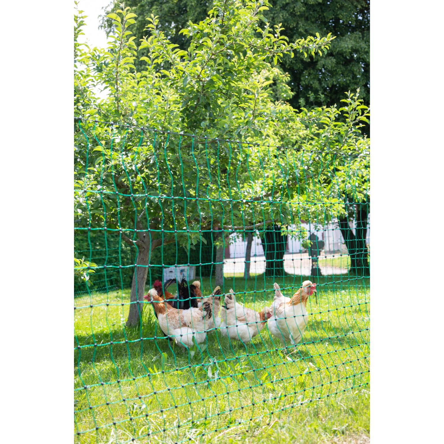 PieloBa Geflügelzaun 2 M X 30 M – Masche 5 Cm – 1,2 Mm Stärke – Grün – UV-stabilisiert & Reißfest Bis 35 Kg