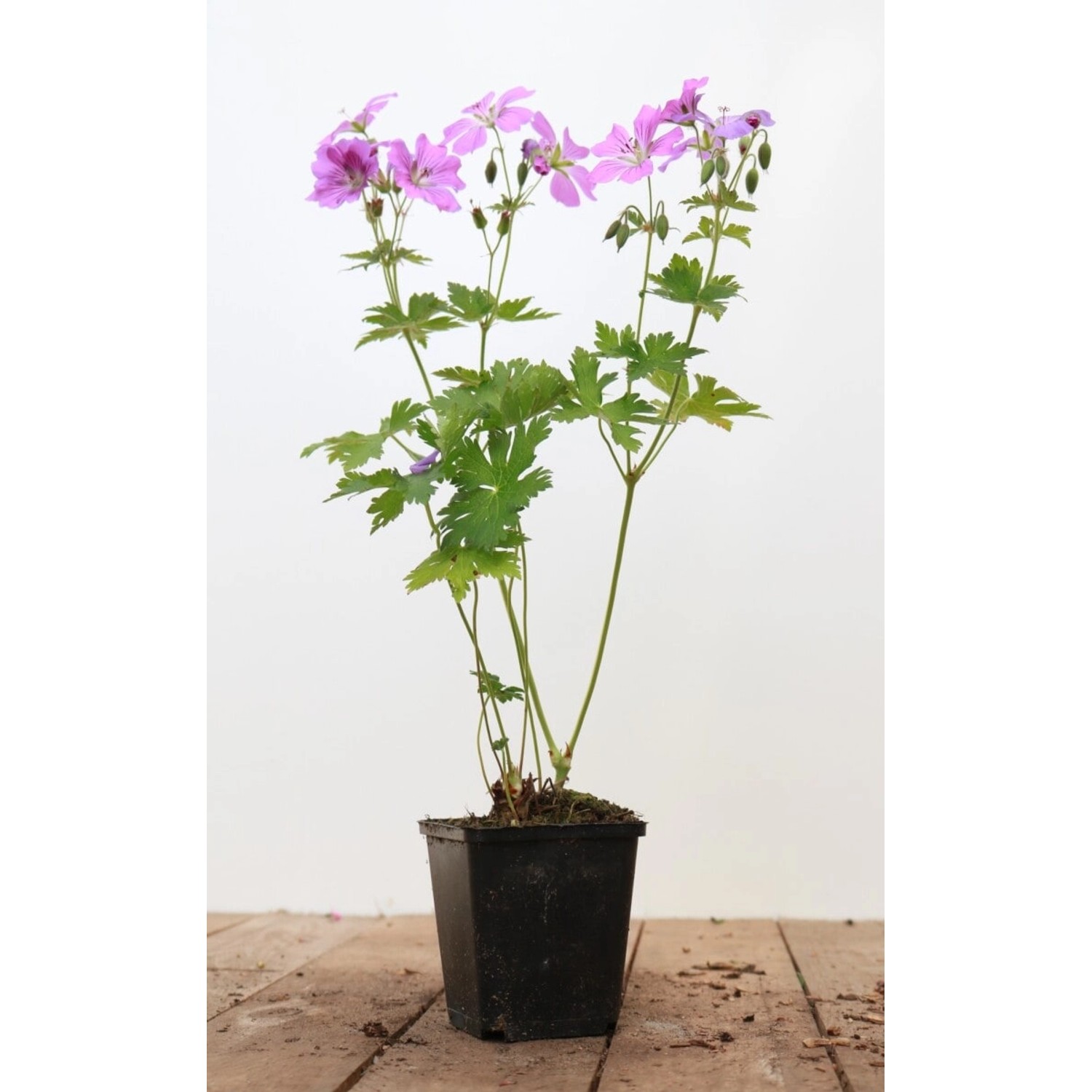 Geranium Gracile Sirak Storchschnabel Ca. 9x9 cm Topf günstig online kaufen