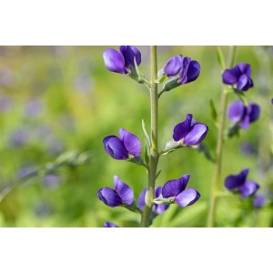 Nahaufnahme der tiefblauen Blüten der Indigolupine (Baptisia australis) im 9x9 cm Topf.